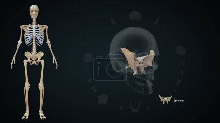 Photo for Sphenoid bone in human skull.3d illustration - Royalty Free Image