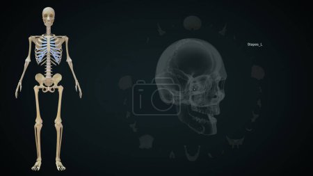 Téléchargez les photos : Stapes os gauche dans le crâne humain.Illustration 3d - en image libre de droit