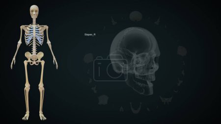 Foto de Stapes Hueso derecho en cráneo humano. Ilustración 3d - Imagen libre de derechos