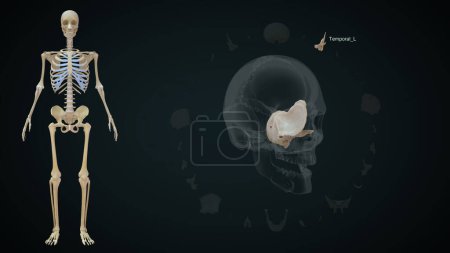 Téléchargez les photos : Os gauche temporel dans le crâne humain.Illustration 3d - en image libre de droit