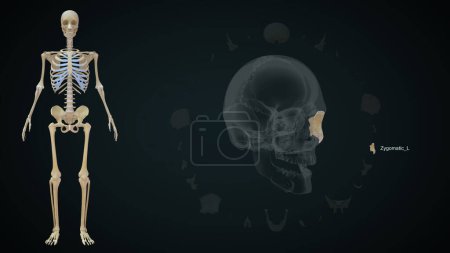 Téléchargez les photos : Zygomatique Os gauche dans le crâne Illustration 3d - en image libre de droit