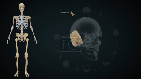 Photo for Temporal Right bone in skull.3d illustration - Royalty Free Image