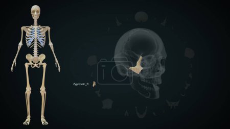 Téléchargez les photos : Zygomatique Os droit dans le crâne Illustration 3d - en image libre de droit