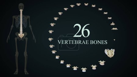 Foto de 26 Huesos de vértebras en el esqueleto humano System.3d ilustración - Imagen libre de derechos