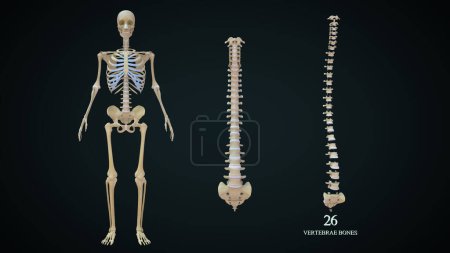Photo for 3d illustration Vertebrae bones in human skeletal System - Royalty Free Image