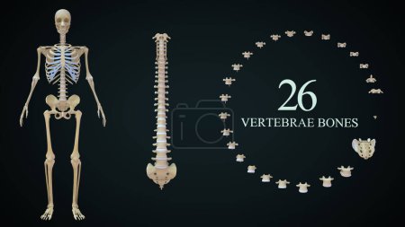 Foto de 26 Huesos de vértebras en el esqueleto humano System.3d ilustración - Imagen libre de derechos