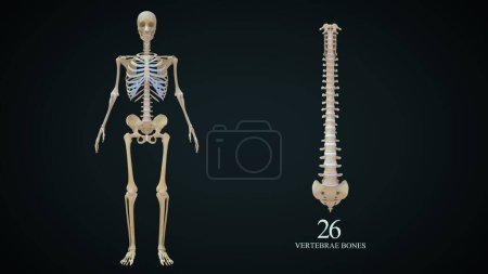 Foto de Total huesos de vértebras aislados en fondo verde.3d ilustración - Imagen libre de derechos
