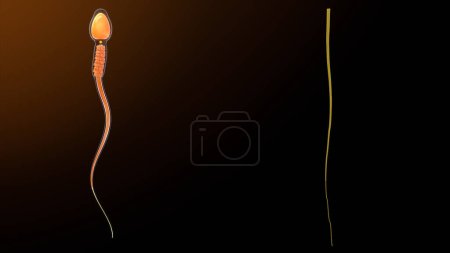 Foto de Ilustración 3d de fibras axiales en la ilustración sperm.3d - Imagen libre de derechos