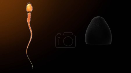 Téléchargez les photos : Illustration 3D de Acrosome.3d - en image libre de droit