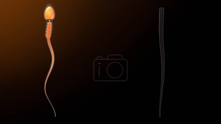 Téléchargez les photos : Couche extérieure dense dans l'anatomie du sperme.Illustration 3d - en image libre de droit