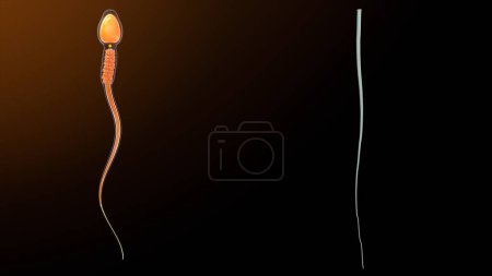 Téléchargez les photos : Filament axial dans l'anatomie du sperme.Illustration 3d - en image libre de droit