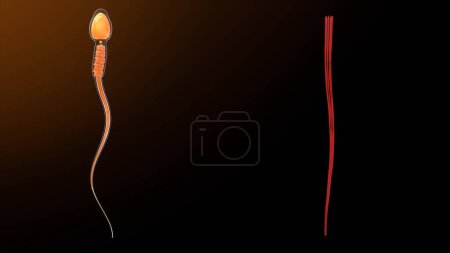 Téléchargez les photos : Fibres extérieures denses dans l'anatomie du sperme.Illustration 3d - en image libre de droit