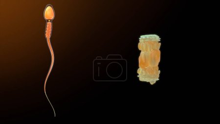 Foto de Mitocondrias en anatomía de espermatozoides. Ilustración 3d - Imagen libre de derechos
