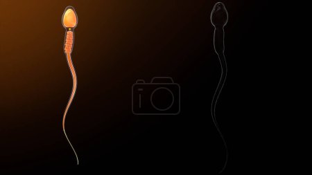 Photo for Plasma membrane in Sperm.3d illustration - Royalty Free Image