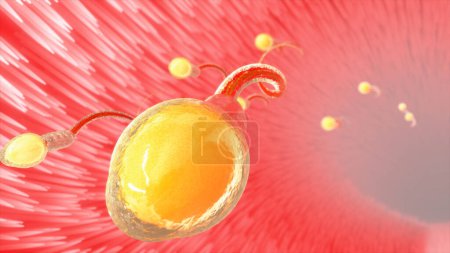 Photo for 3d Illustration of Sperm in fallopian tube before ovulation - Royalty Free Image