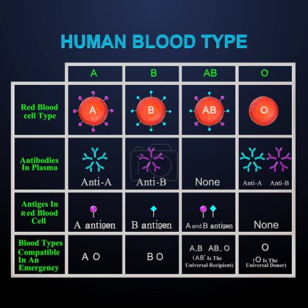 Photo for 3d Illustration of Human blood types isolated in background - Royalty Free Image