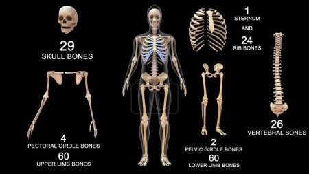 Foto de Sistema esquelético humano Anatomía huesos totales.3d ilustración - Imagen libre de derechos
