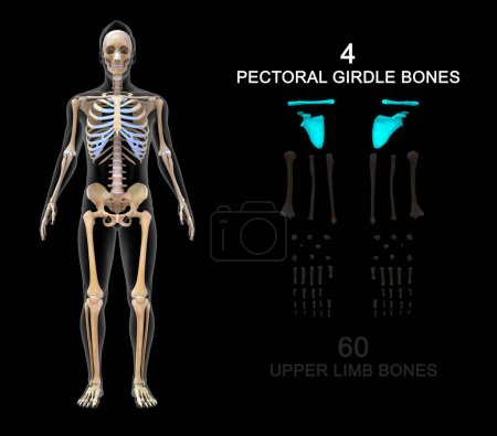 Photo for 3d illustration of Axial skeleton and Appendicular skeleton - Royalty Free Image