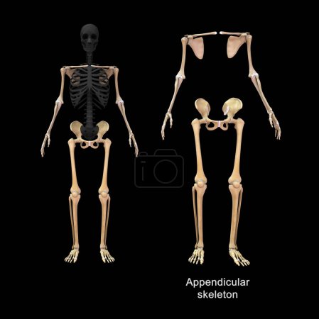 Téléchargez les photos : Illustration 3D du squelette axial et du squelette appendiculaire - en image libre de droit