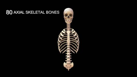 Téléchargez les photos : Illustration 3D du squelette axial et du squelette appendiculaire - en image libre de droit