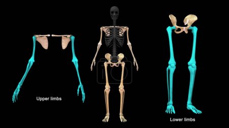 Photo for 3d illustration of Axial skeleton and Appendicular skeleton - Royalty Free Image