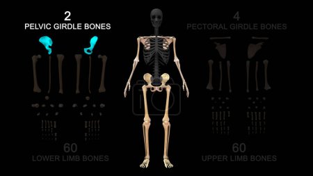 Foto de Ilustración 3d de esqueleto axial y esqueleto apendicular - Imagen libre de derechos