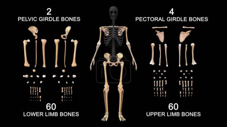 Foto de Ilustración 3d de esqueleto axial y esqueleto apendicular - Imagen libre de derechos