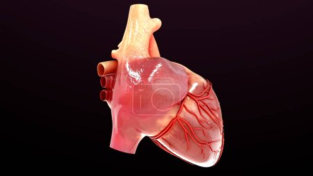 Téléchargez les photos : Illustration en 3D de l'anatomie cardiaque isolée sur noir - en image libre de droit