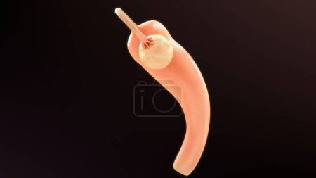 Photo for 3d rendered illustration of Female REPRODUCTIVE ORGANS anatomy - Royalty Free Image