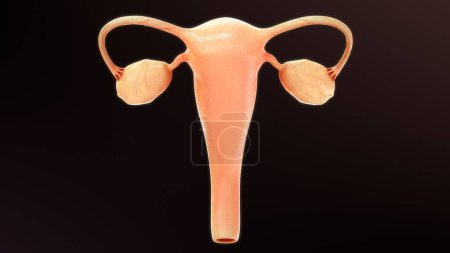 Foto de 3d ilustración renderizada de la anatomía femenina ORGANES REPRODUCTIVOS - Imagen libre de derechos