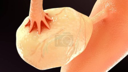 Foto de 3d ilustración renderizada de la anatomía femenina ORGANES REPRODUCTIVOS - Imagen libre de derechos