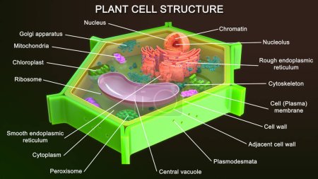 Photo for Animal cell isolated in background.3d illustration - Royalty Free Image