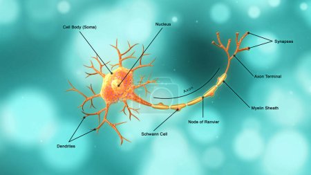 Foto de Anatomía de la neurona con etiquetado aislado en fondo azul.3d ilustración - Imagen libre de derechos