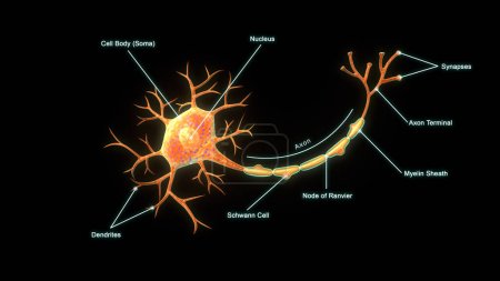 Foto de Ilustración 3d de neurona con etiqueta aislada en fondo negro - Imagen libre de derechos