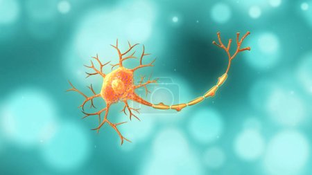 Foto de Anatomía de la neurona aislada en fondo azul.3d ilustración - Imagen libre de derechos
