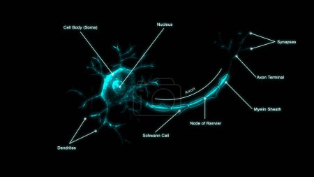 Foto de Anatomía de la neurona con marcado aislado en fondo negro - Imagen libre de derechos