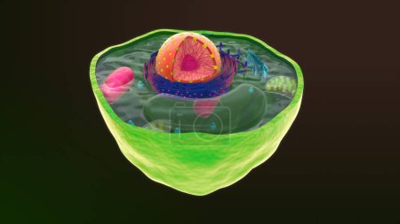 Round plant cell isolated in background.3d illustration