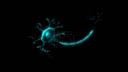 Foto de Anatomía de la neurona aislada en fondo negro.3d ilustración - Imagen libre de derechos