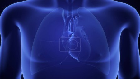 Foto de 3d ilustración del corazón humano y los pulmones - Imagen libre de derechos