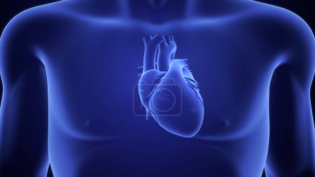 Téléchargez les photos : Illustration 3D du cœur humain isolé en fond bleu - en image libre de droit