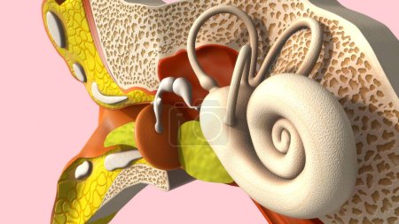 Photo for 3d Rendered Illustration of human ear anatomy - Royalty Free Image