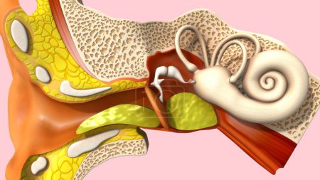 Photo for 3d Illustration of Human ear anatomy 3d rendered - Royalty Free Image