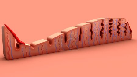 Photo for 3d Illustration of Menstrual cycle 3d rendered - Royalty Free Image