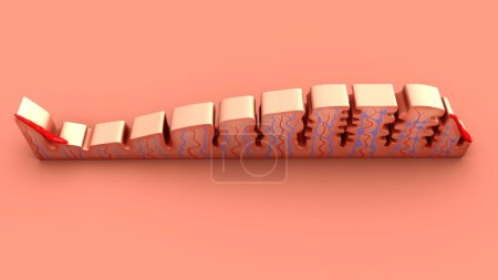Photo for 3d rendered Menstrual cycle process 3d Illustration - Royalty Free Image