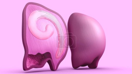 Photo for 3d rendered Illustration of seed cross section - Royalty Free Image