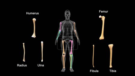 Téléchargez les photos : Explication des os de la main et de la jambe 3d rendu Illustration - en image libre de droit