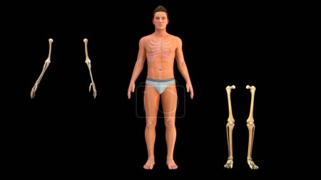 Téléchargez les photos : 3d Illustration des os humains des mains et des jambes dans le système squelettique humain - en image libre de droit