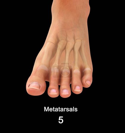 Foto de Metatarsianos en hueso del pie humano Ilustración 3d - Imagen libre de derechos