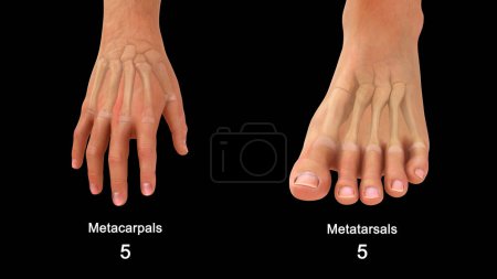 Foto de 3d renderizado metacarpianos & metatarsianos en la mano humana y pie 3d ilustración - Imagen libre de derechos