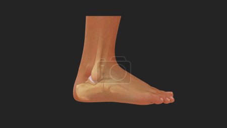 Téléchargez les photos : Illustration 3D de l'os de Calcaneus humain dans le pied humain vue latérale 3D rendue - en image libre de droit